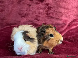 Guinea Pig rodents 2 Baby boy guinea pigs - Advert 1