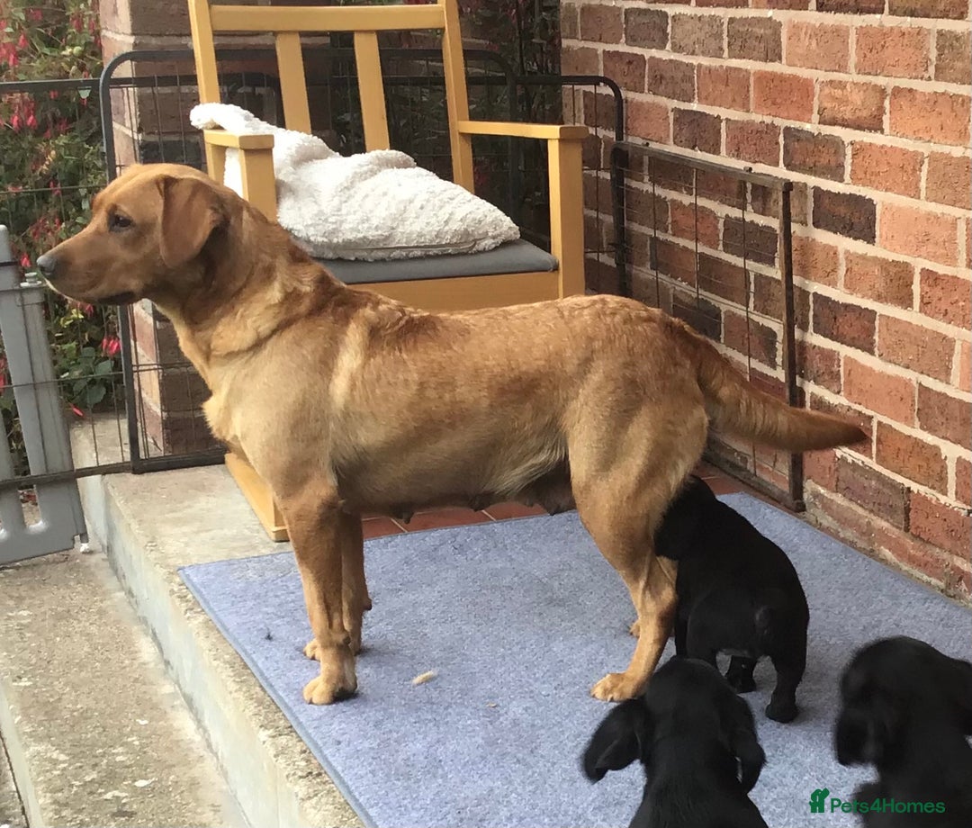 Cockerdor dogs for sale: Superb Quality Cockador Puppies, SHROPSHIRE  - Image 6