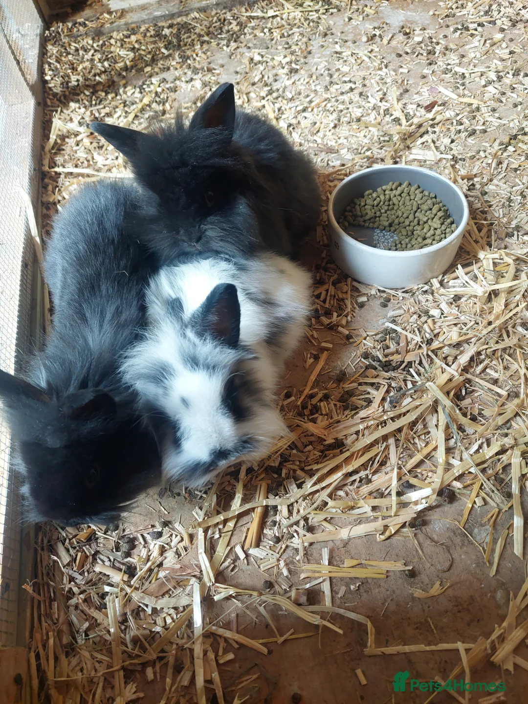 Lionhead rabbits for sale: Baby lionheads  - Advert 2