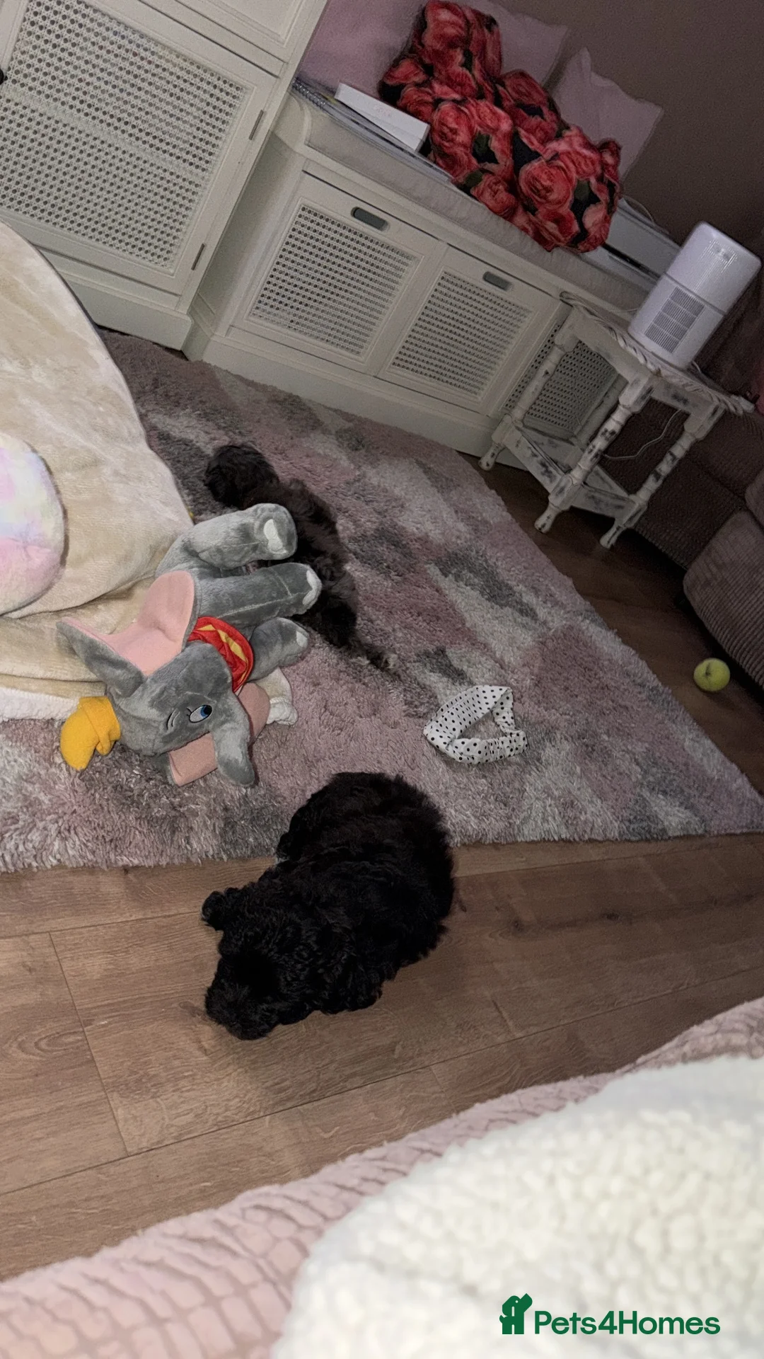 Jack Russell dogs for sale: Little black jack russel x Maltese  - Advert 2