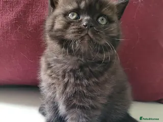 British Shorthair cats Super Chunky British Shorthair - Advert 11