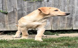 Goldendoodle dogs for sale: READY TO LEAVE - DNA health tested Puppies - Image 25
