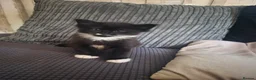Mixed Breed cats for sale: 2 male tabby kittens - Advert 4