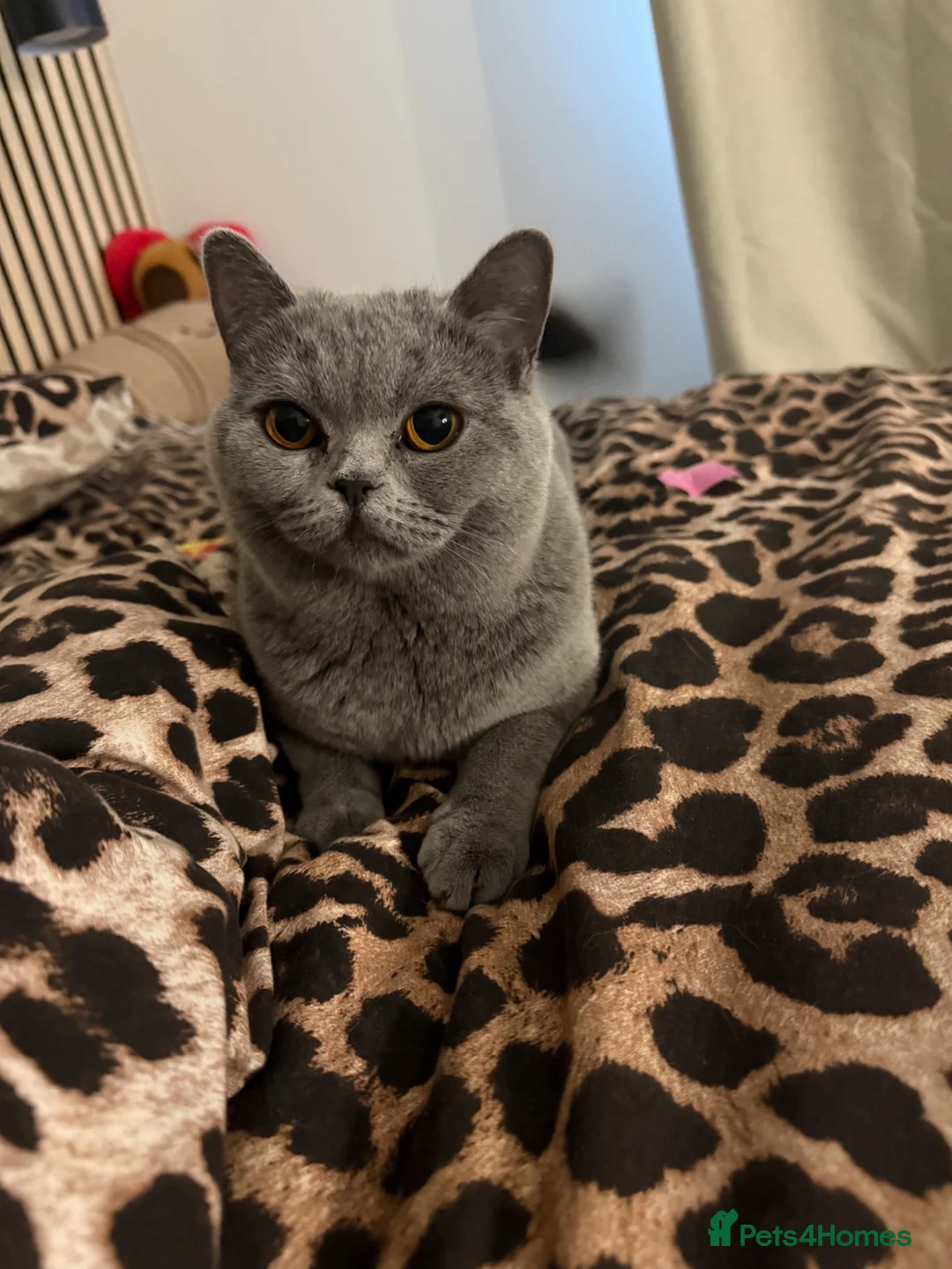 British Shorthair cats for sale: British Blue Shorthair  - Advert 2