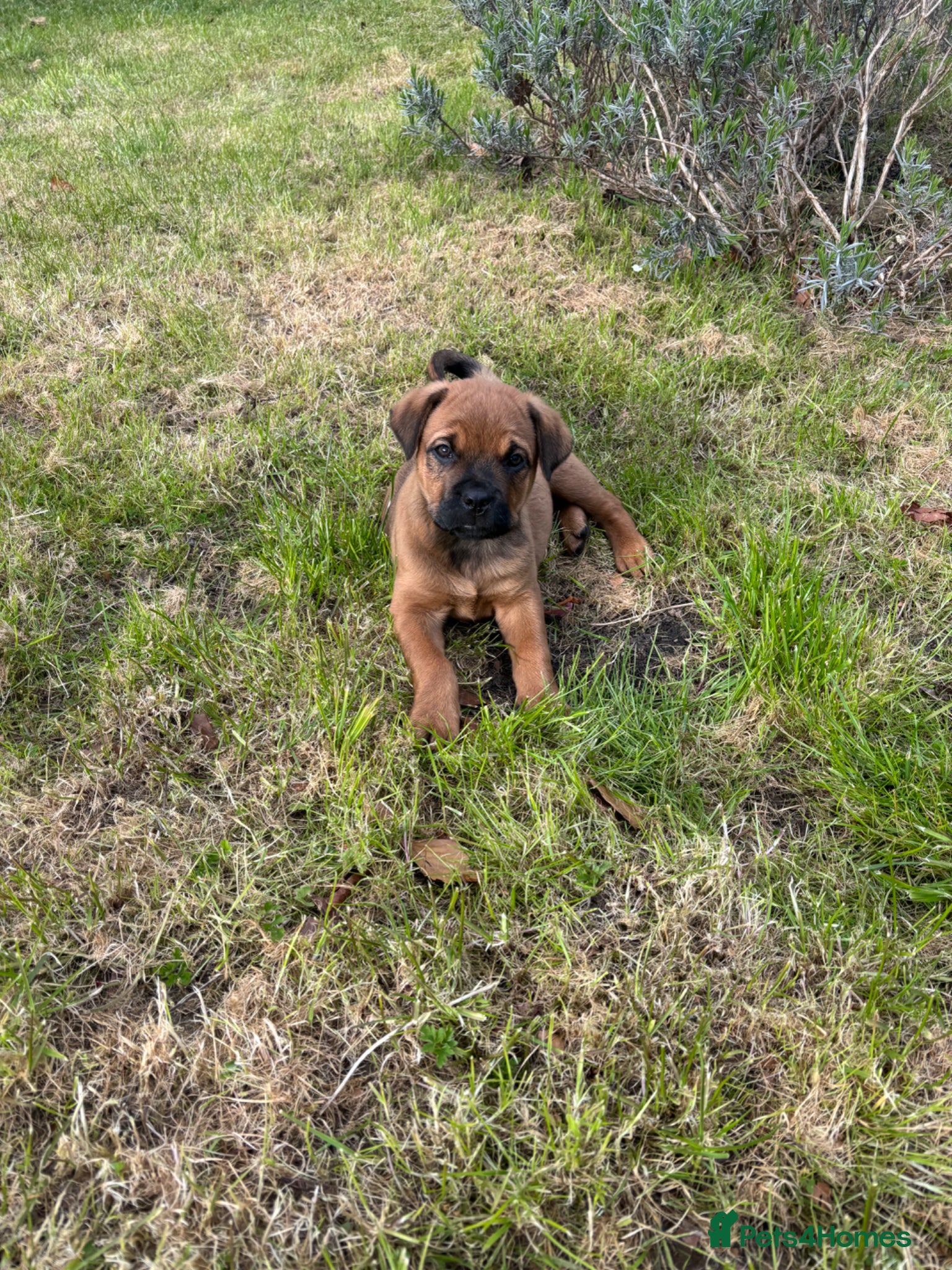 Mixed Breed dogs Gentle 9 week selling due to family allegry - Advert 16