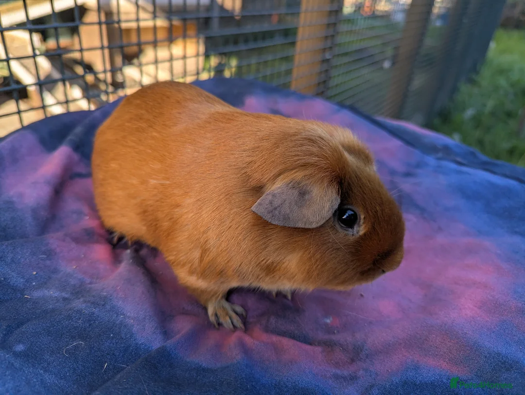 Guinea Pig rodents for sale: Golden Guinea Pigs for Sale - Advert 6