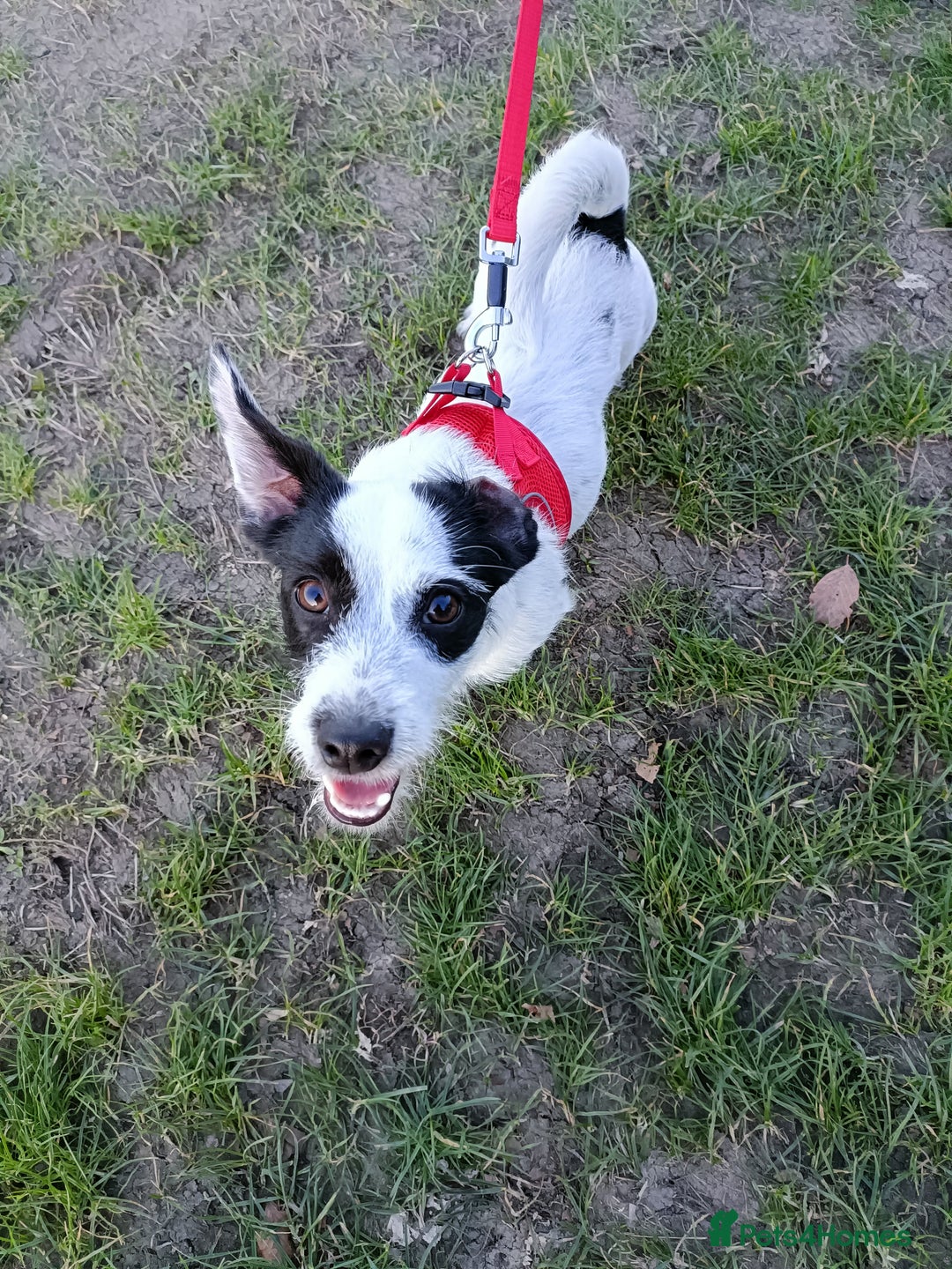 Jack Russell dogs for sale: 1-year old Jack Russell dogs for sale - Image 3