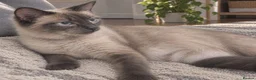 Ragdoll cats for sale: Ragdoll Siamese mix kitten!!  - Advert 5