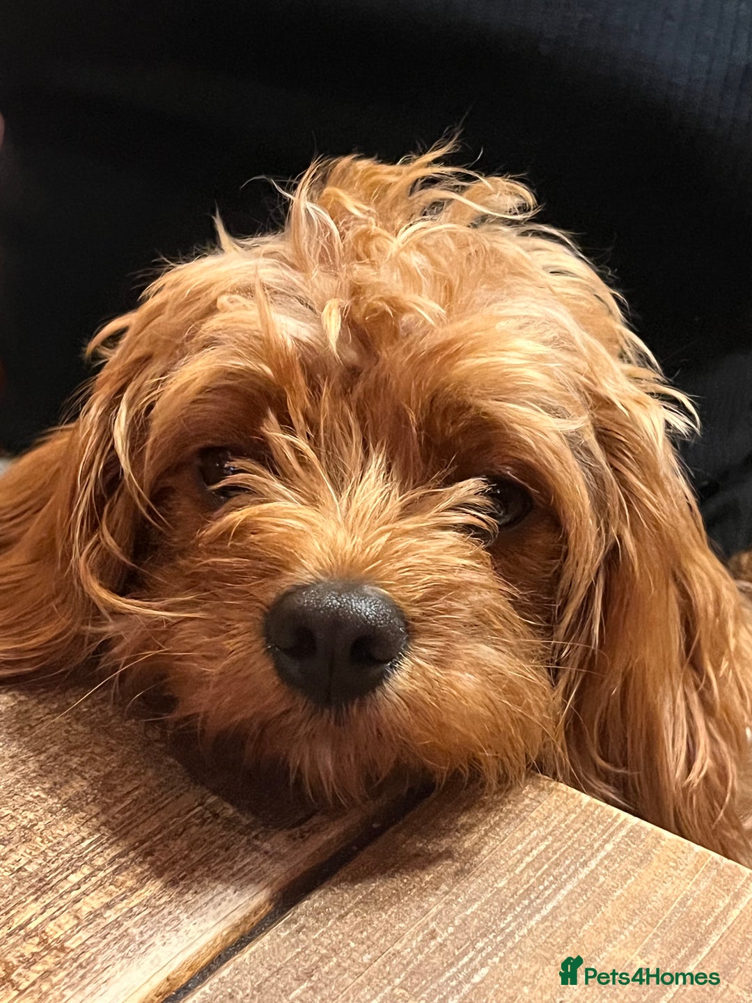 Cavapoo dogs for sale: Cavapoo crossed cavapoo f2 toy puppies - Image 14