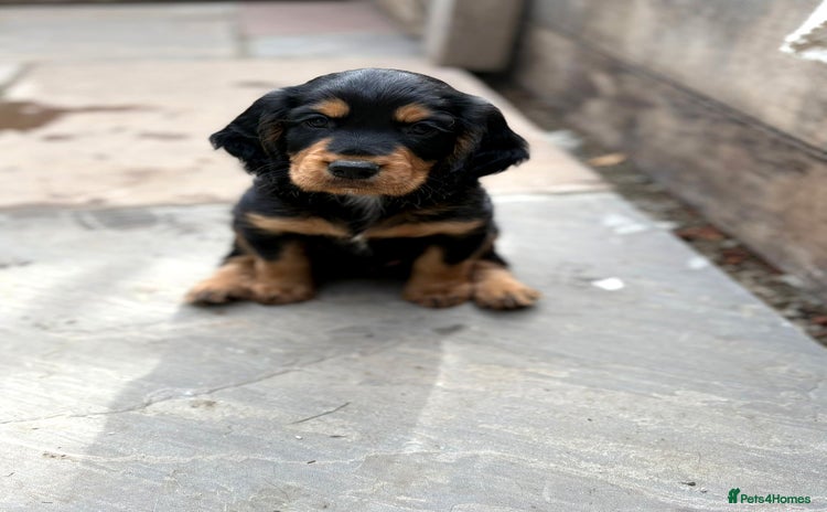Cocker Spaniel dogs - Advert 10