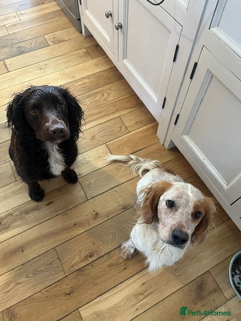 Sprocker dogs for sale: Healthy, lively Cocker Spaniel/Sprocker Puppies in Umberleigh - Advert 8