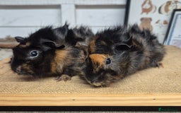 Guinea Pig rodents for sale: Baby abysinnian guinea pigs - Image 2