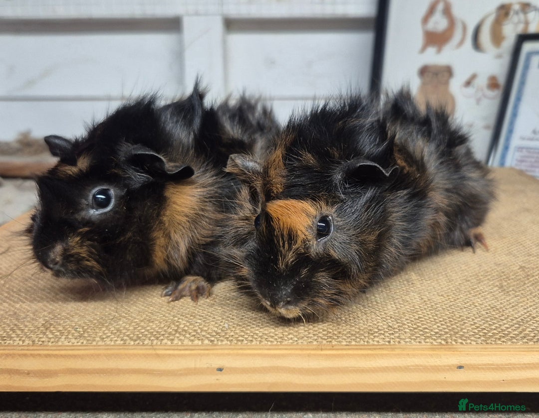 Guinea Pig rodents for sale: Baby abysinnian guinea pigs - Image 2