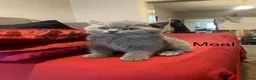 British Shorthair cats for sale: there is four beautiful healthy British shorthairs - Advert 8