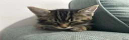 Mixed Breed cats for sale: Only one beautiful fluffy boy left! in Faringdon - Advert 12