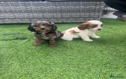 Cavapoo dogs for sale: F1 cavapoo puppies for sale - Image 16