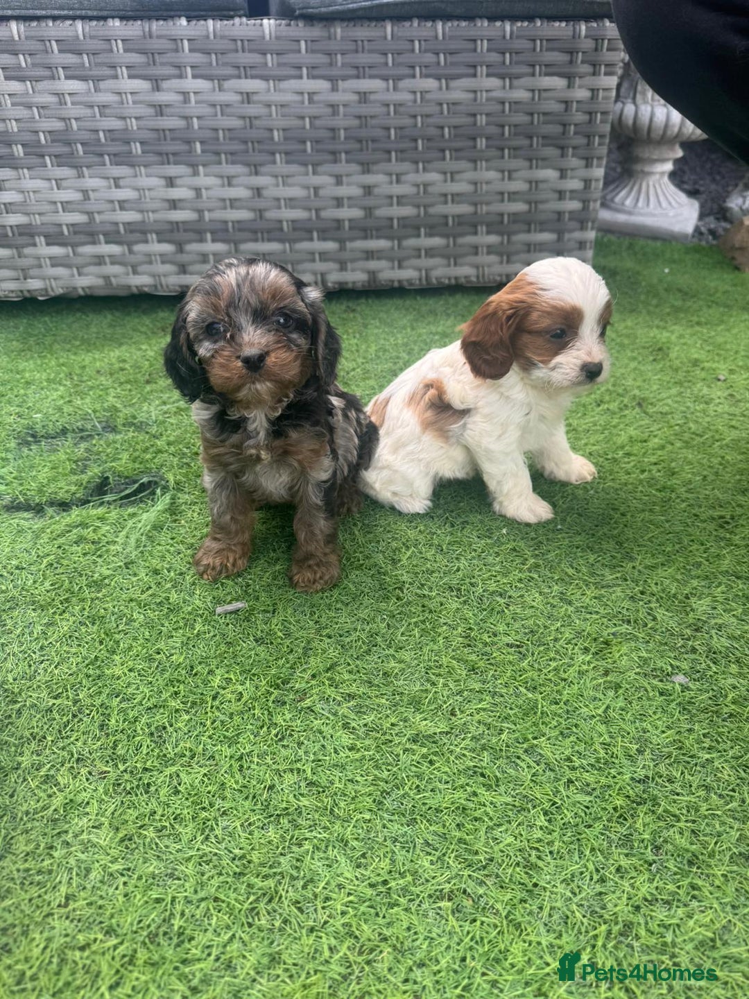 Cavapoo dogs for sale: F1 cavapoo puppies for sale - Image 16