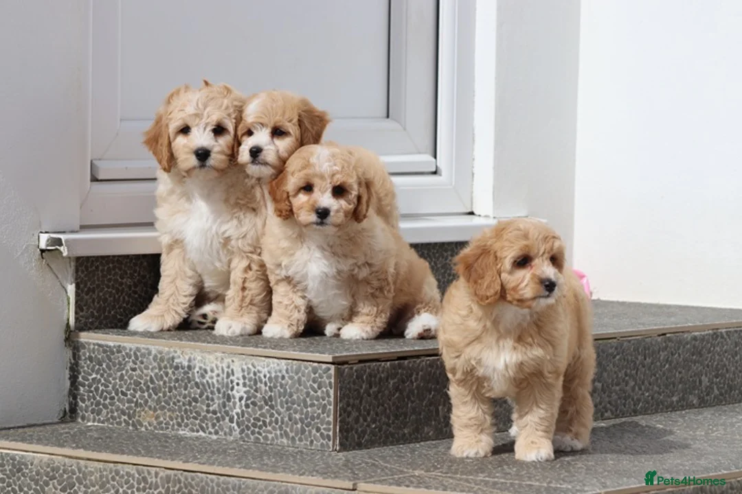 Cavapoochon dogs for sale: Beautiful Cavapoochon puppies for sale - Advert 1