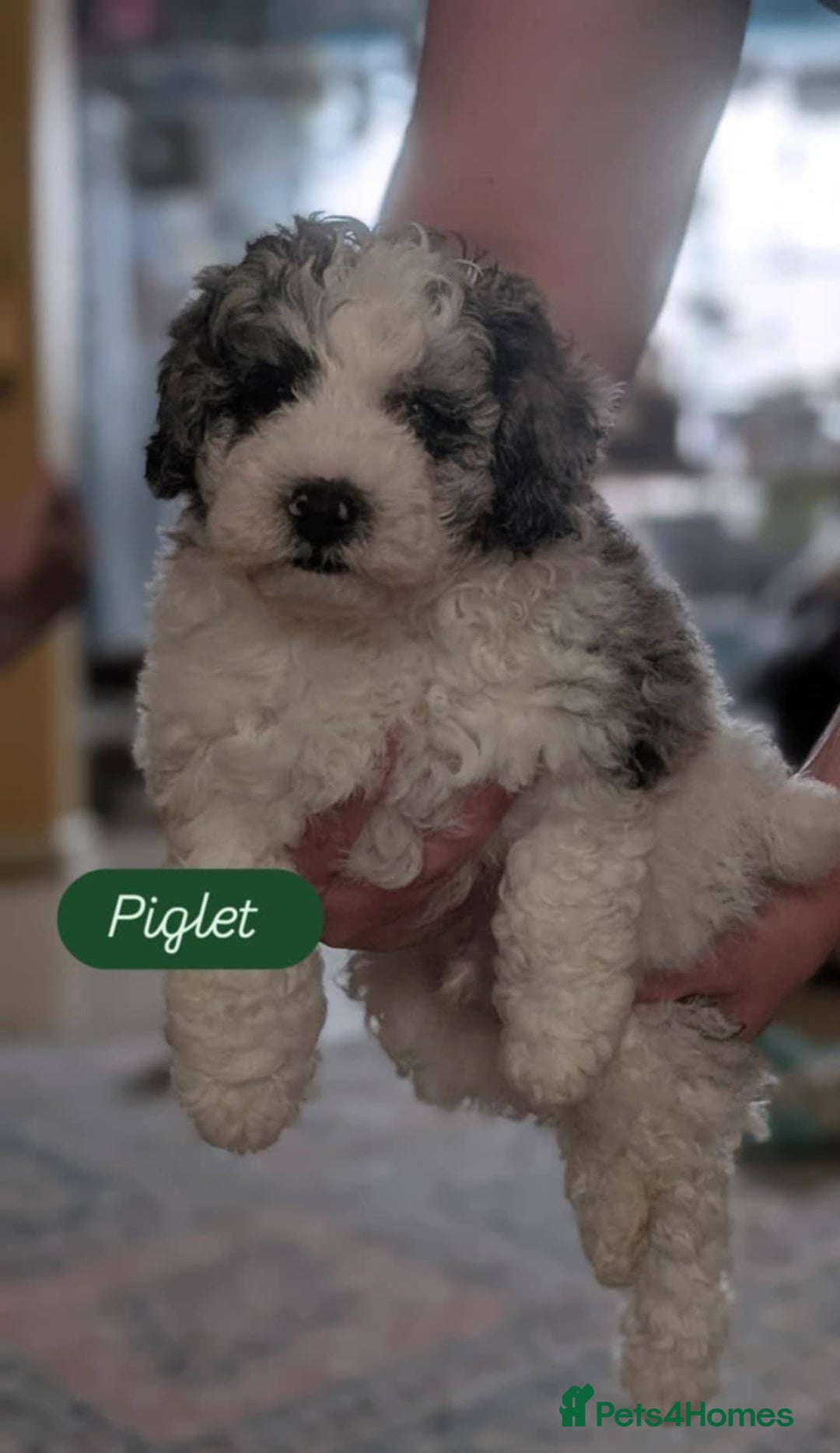 Poochon dogs for sale: Poochon pups stunning Rare colours - Image 7