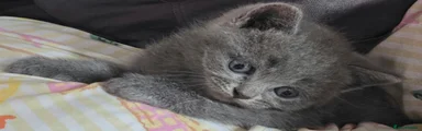 British Shorthair 4