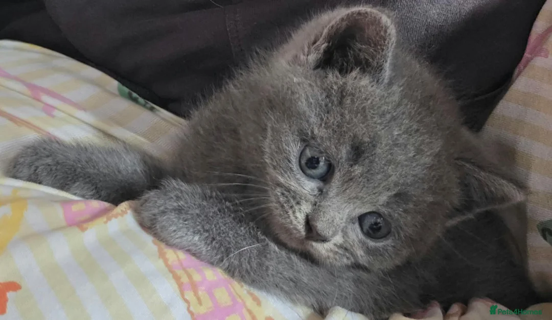 British Shorthair cats for sale: Beautiful Confident and Loving Kittens. - Advert 26