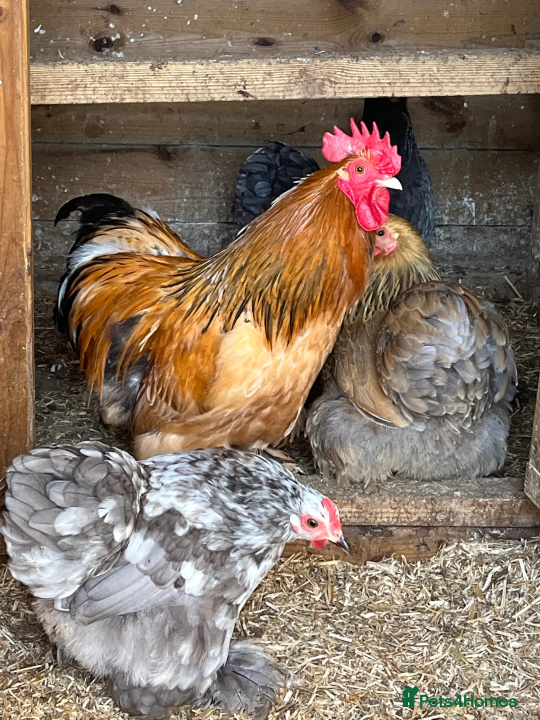 Chickens poultry for sale: Pekin bantams - Advert 4