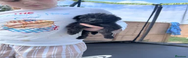 Cockapoo Puppy 7