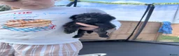 Cockapoo dogs for sale: F1b merle cockapoo  in Bicester - Advert 19