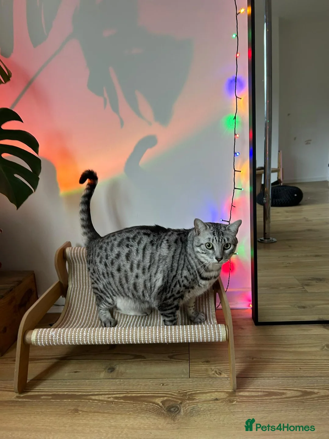 Egyptian Mau cats for sale: Home for Maui in Twickenham - Advert 3