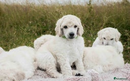 Standard Poodle dogs for sale: It has to be ALL WHITE Standard Poodle Puppies - Image 22