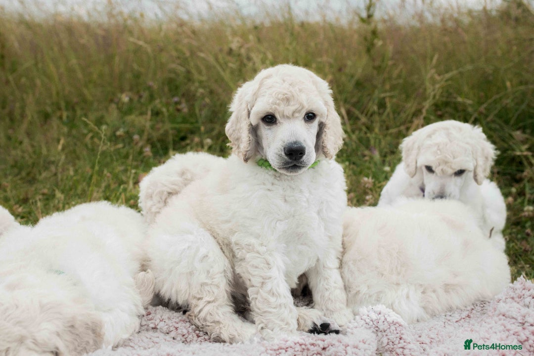 Standard Poodle dogs for sale: It has to be ALL WHITE Standard Poodle Puppies - Image 22