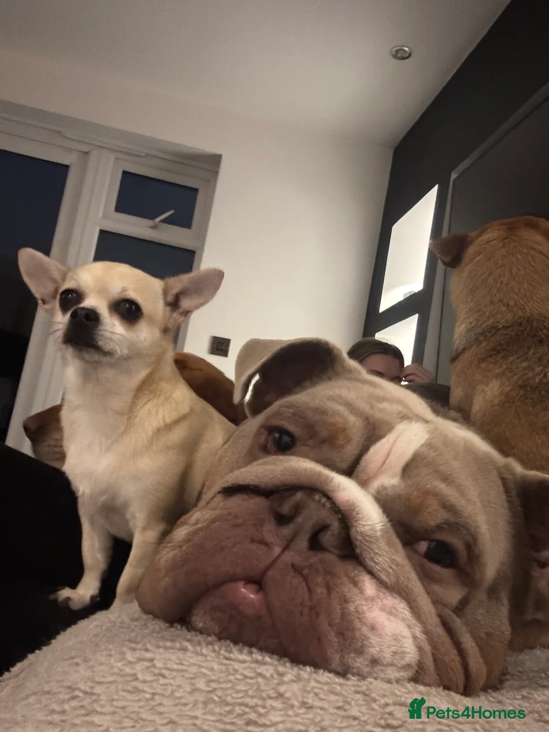 English Bulldog dogs for sale: Kc reg-Lilac and tan 2year old English Bulldog - Advert 3