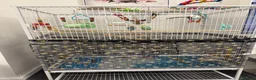 Budgerigars birds for sale: 2budgies (price can be discussed)  - Advert 1