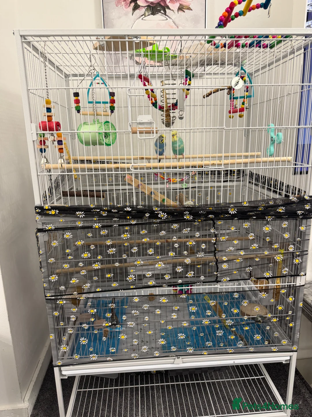 Budgerigars birds for sale: 2budgies (price can be discussed)  - Advert 1