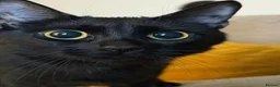 Domestic Shorthair cats for sale: Indi  - Advert 8
