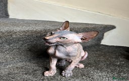 Sphynx cats for sale: 4 female canadian sphynx looking for home - Advert 12