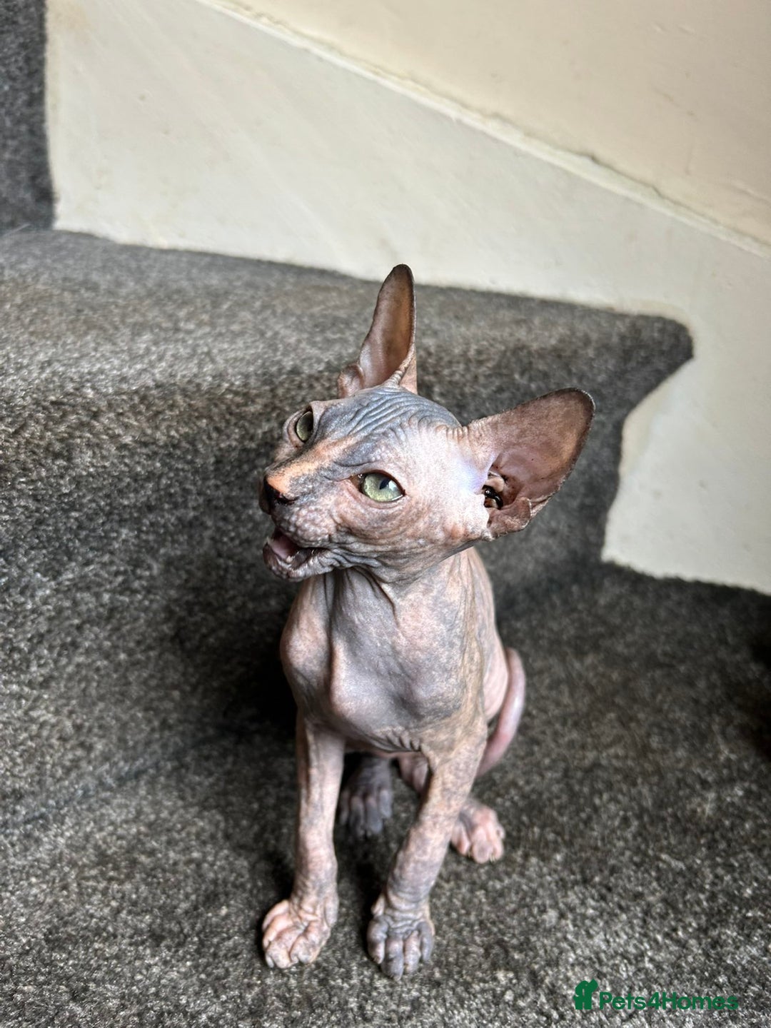 Sphynx cats for sale: 4 female canadian sphynx looking for home - Advert 12