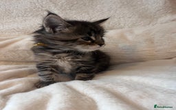 Maine Coon cats for sale: Maine coon kitten  - Image 9
