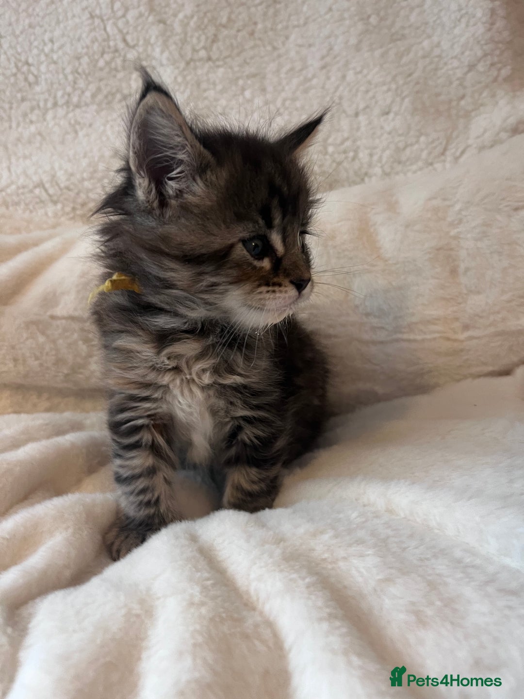Maine Coon cats for sale: Maine coon kitten  - Image 9