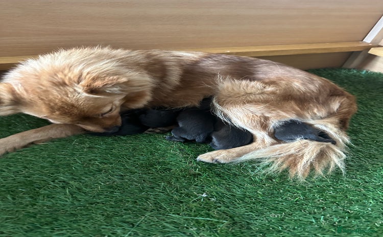 Mixed Breed dogs - Advert 5