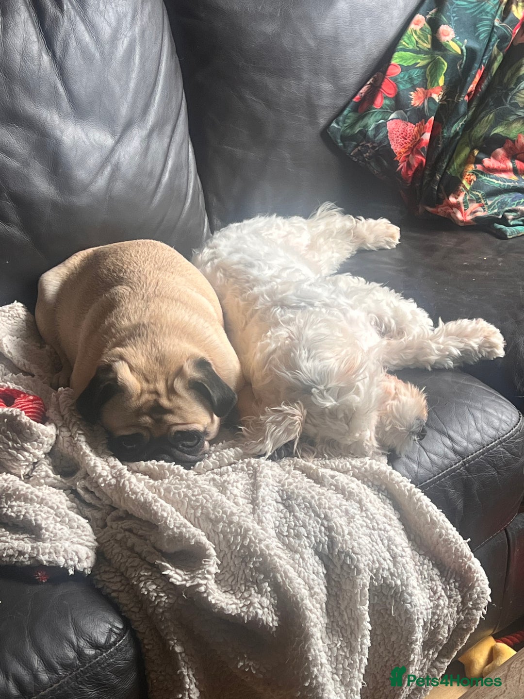 Pug dogs for sale: Lovely female pug  - Image 2