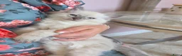 Ragdoll cats for sale: Ragdoll blue girl in Gloucester - Advert 8