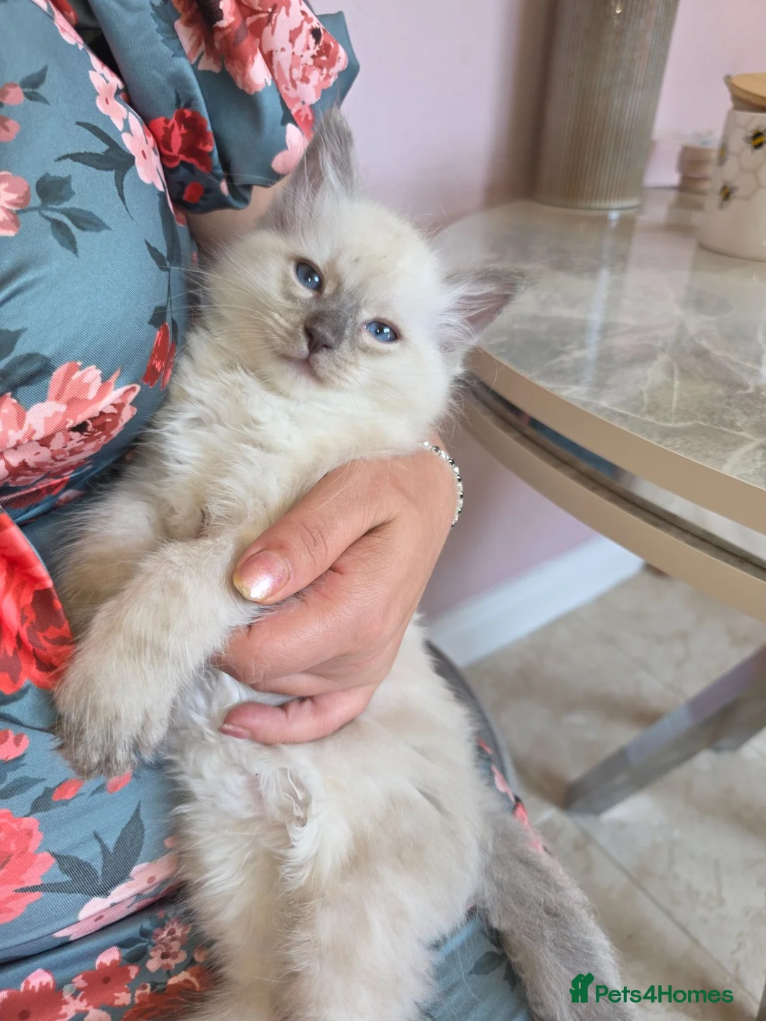 Ragdoll cats for sale: Ragdoll blue girl in Gloucester - Advert 8