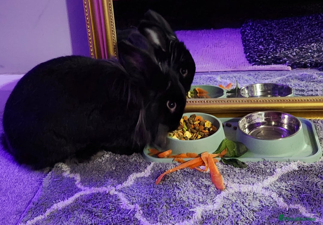 Mixed Breed rabbits for sale: 3 year old rabbit - Advert 5