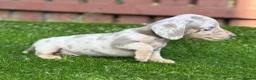Miniature Dachshund dogs for sale: ❤️Adorable Isabella Miniature Dachshund Puppies 🐶 - Advert 22