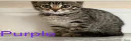 Bengal cats for sale: Beautiful Kittens ready for forever homes. - Advert 32