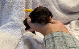 Cockapoo dogs for sale: F1 health clear stunning cockapoos - Image 24