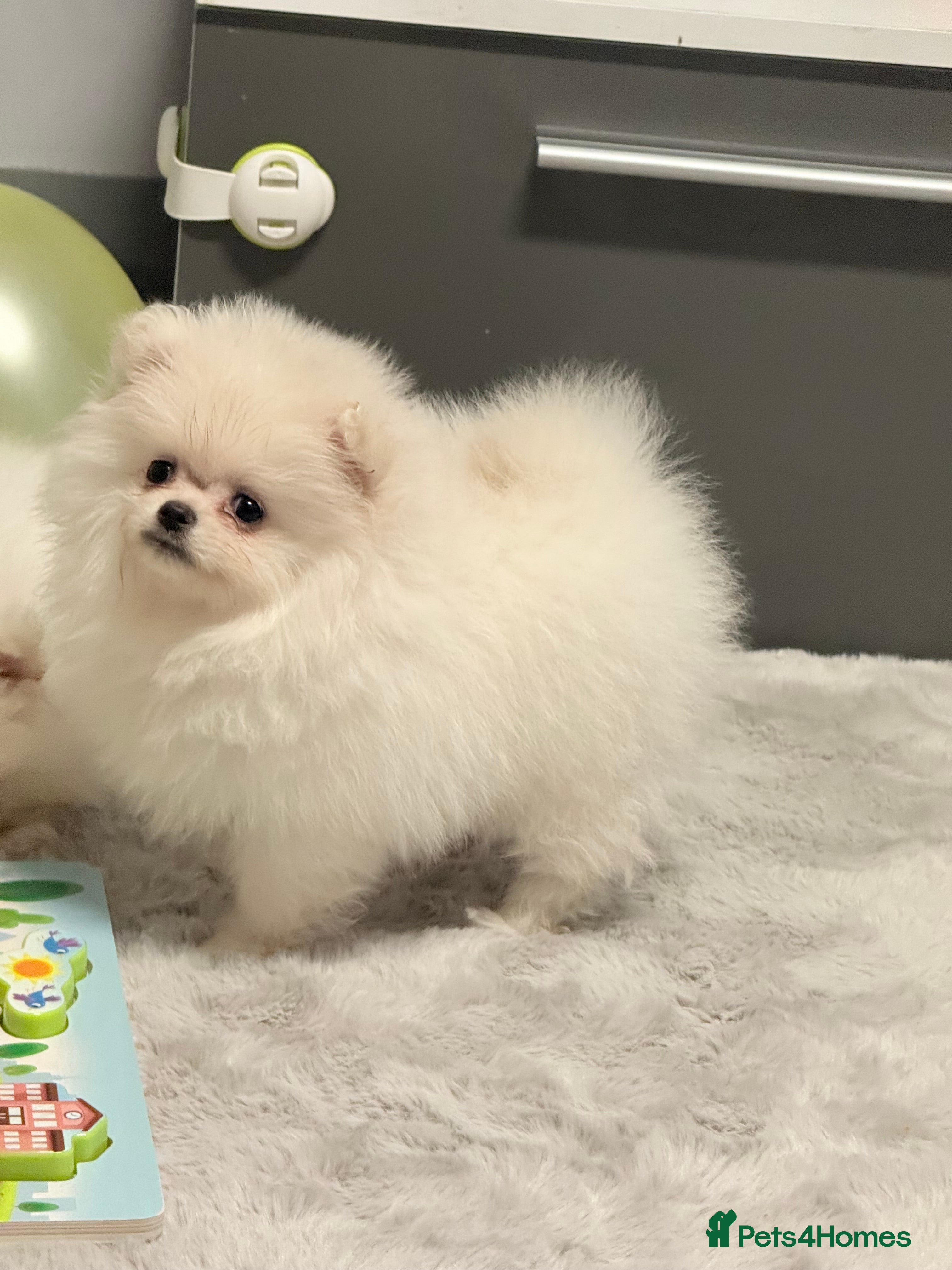 Pomeranian dogs Super cute white KC teddy bears(only girl left ) - Advert 16