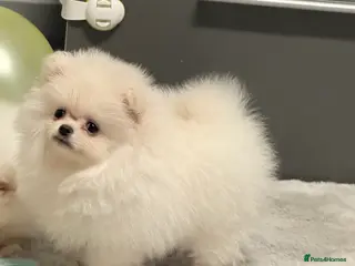 Pomeranian dogs Super cute white KC teddy bears(only girl left ) - Advert 16