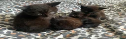 Mixed Breed cats for sale: Kittens  - Advert 6